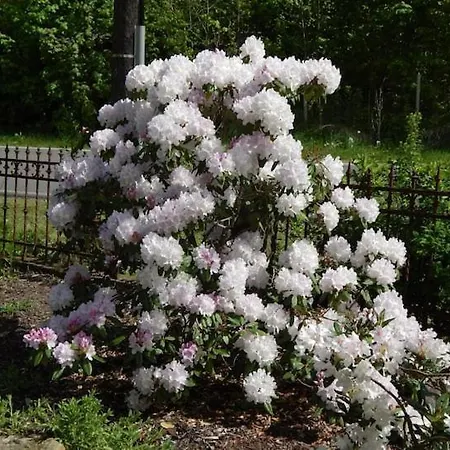 Вилла Jugendstilvilla Rosenthal *